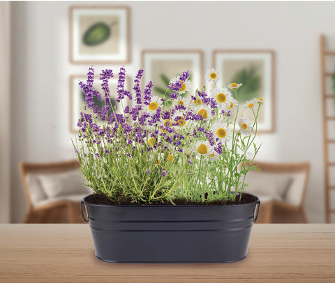Buzzy Seeds wellness garden setup invites cozy decor and fragrant home ambiance.