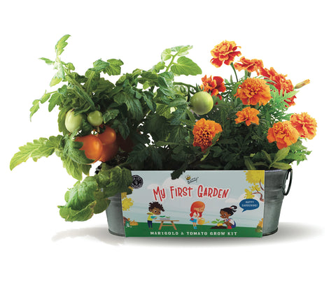 BUZZY Seeds windowsill planter with tomato plants for easy indoor gardening.