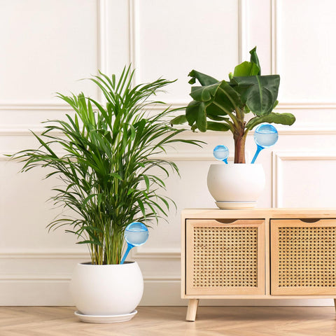 Bvrbaory blue globes prevent underwatering while away.