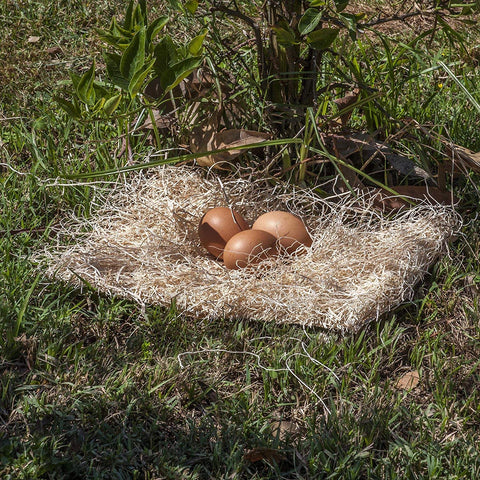 BWOGUE grass nesting pad inside coop showing tidy nesting area
