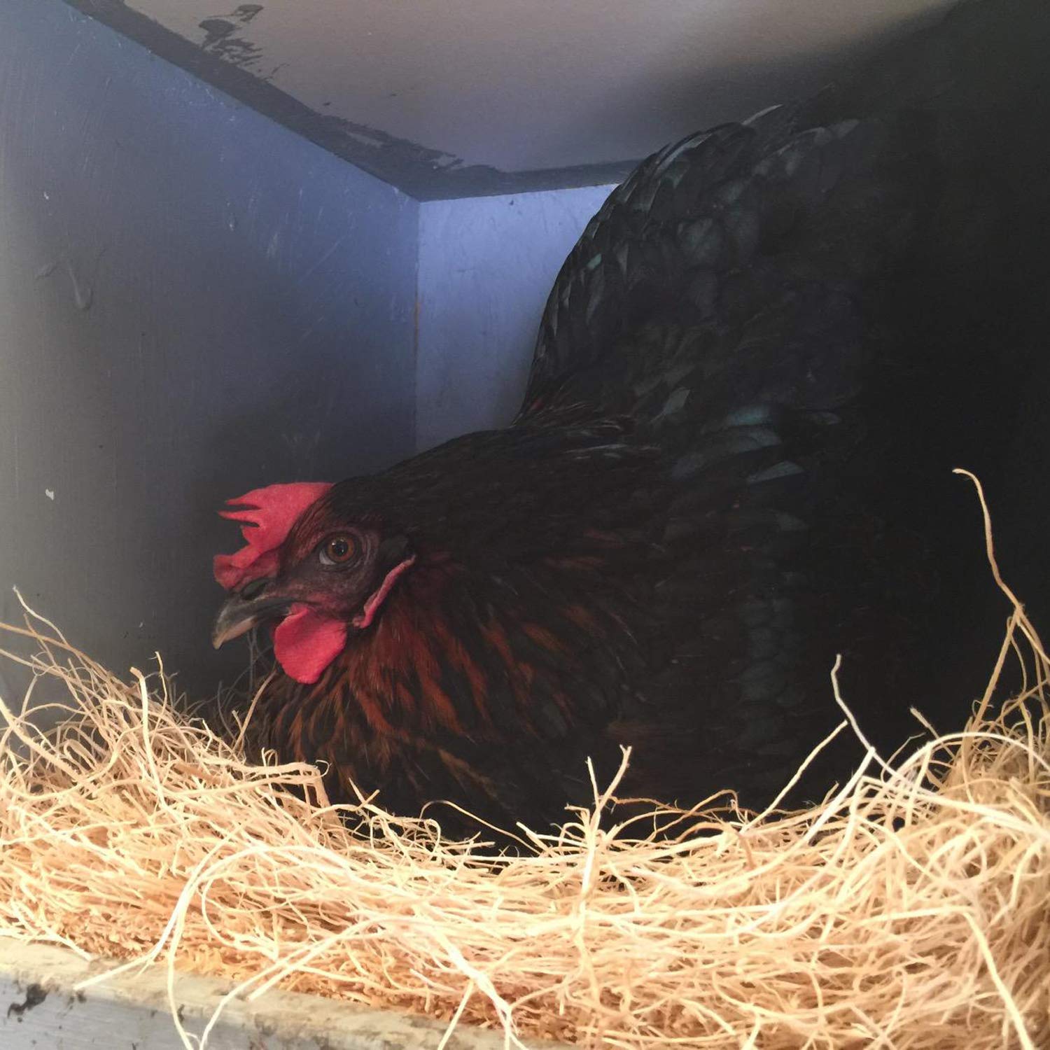 BWOGUE grass nesting pad in coop setup ready for quick installation