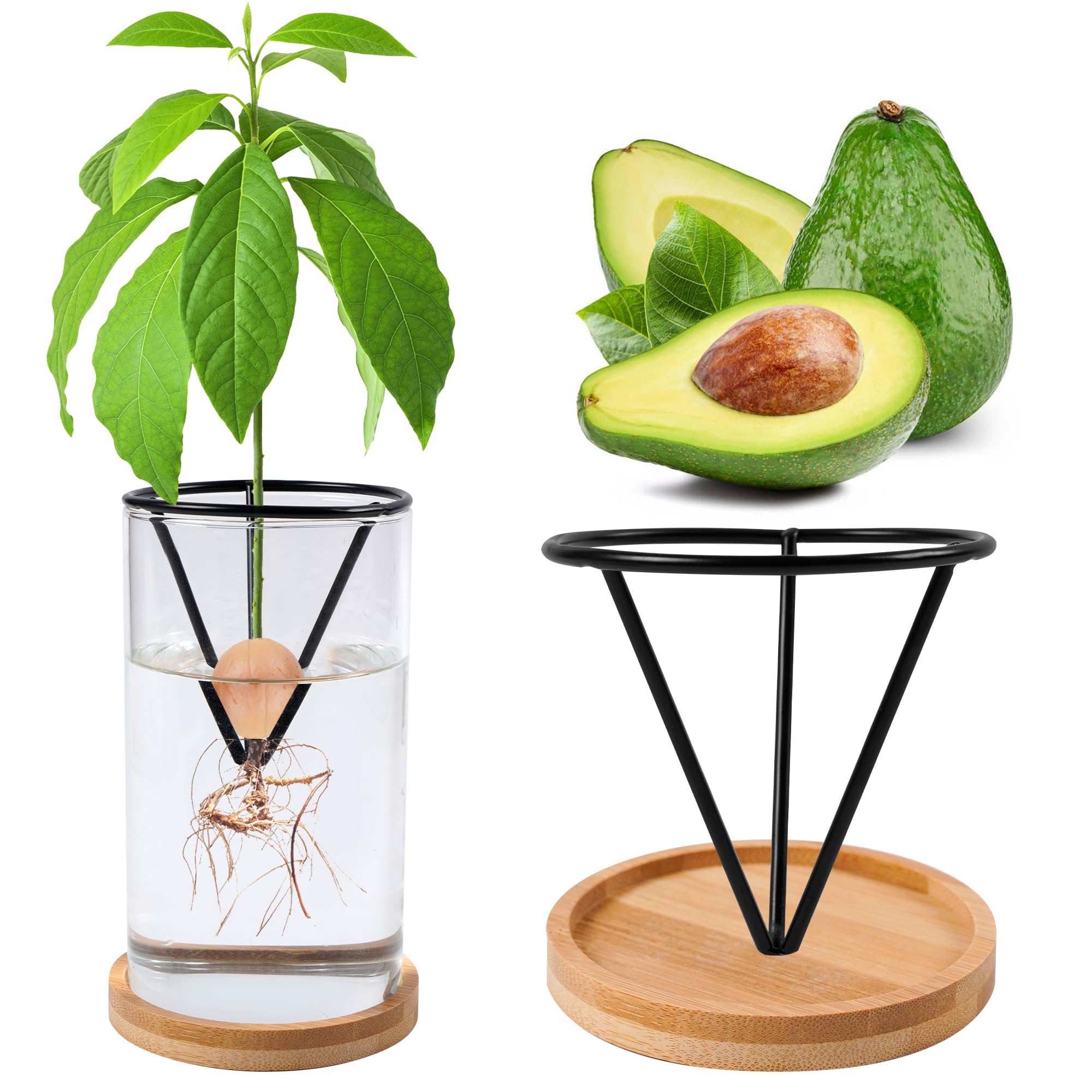 Bylion avocado kit glass vase shows seed sprouting for stylish decor.