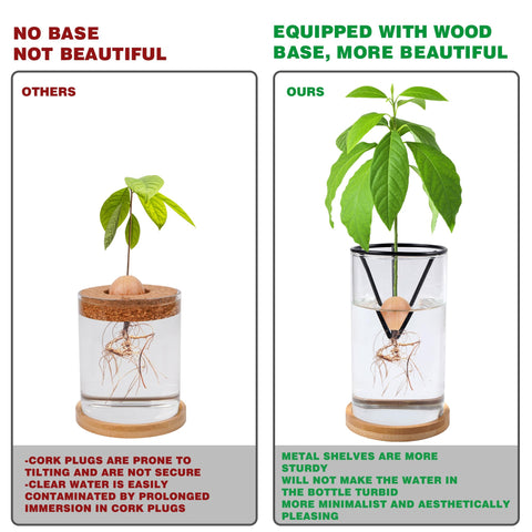 Bylion avocado kit metal bracket supports avocado seed sprouting on glass.