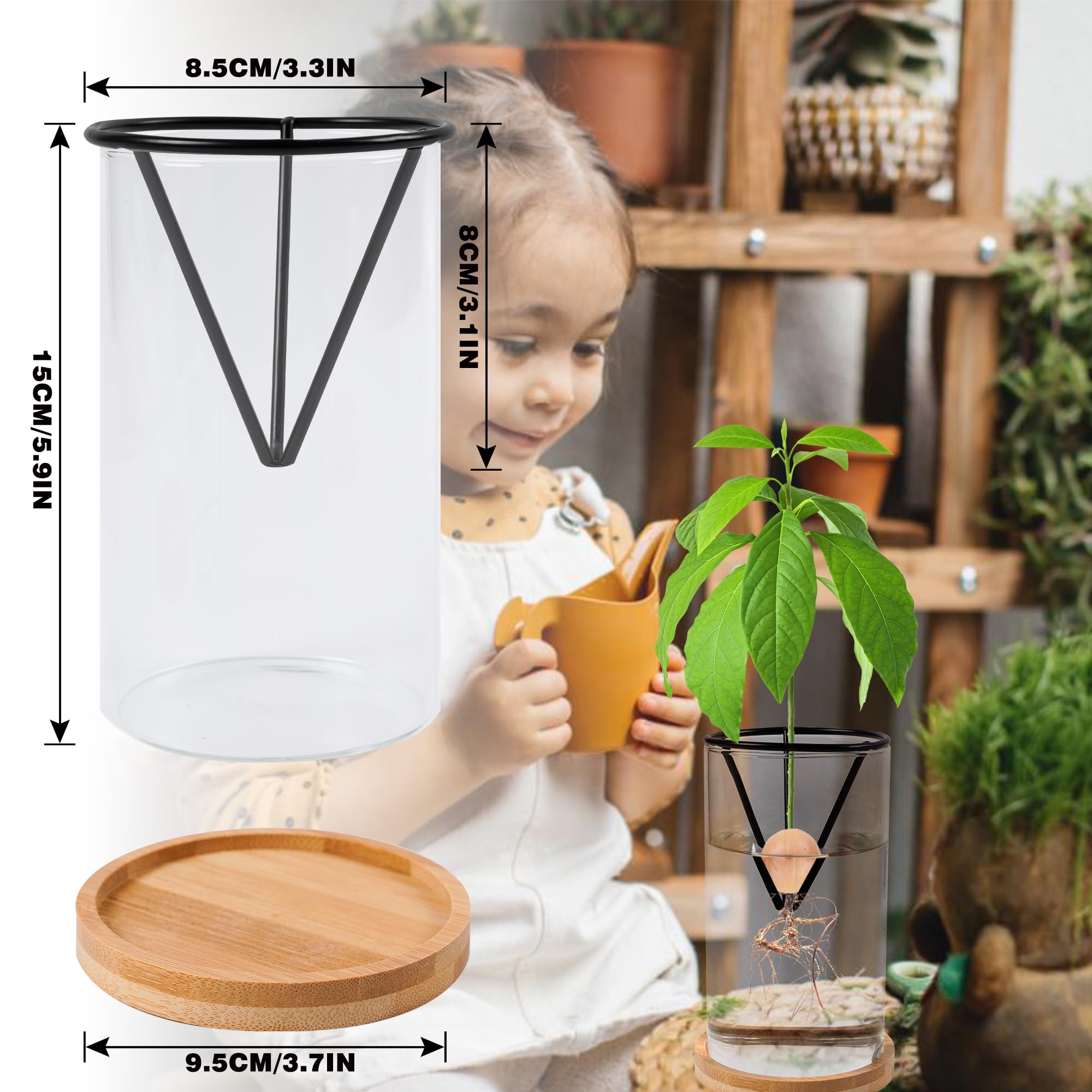 Bylion avocado kit wooden base provides stable display for plant growth.