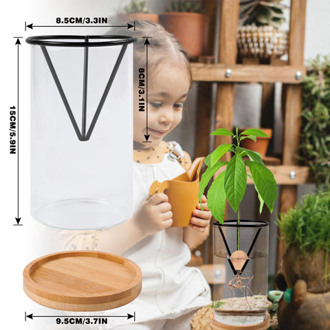 Bylion avocado kit wooden base provides stable display for plant growth.