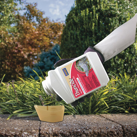 Cabbage looper damage controlled with Thuricide in home garden.