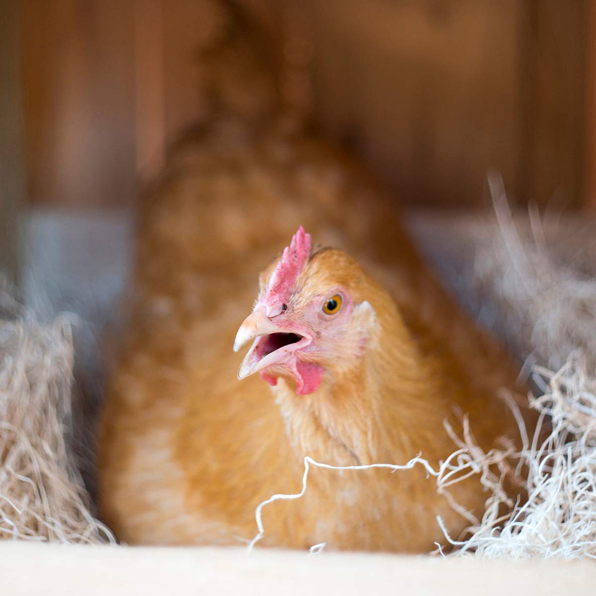 Cackle Hatchery chick brooders floor provides stable footing for chicks