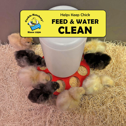 Cackle Hatchery Excelsior pads offer a low-dust option for chick brooders