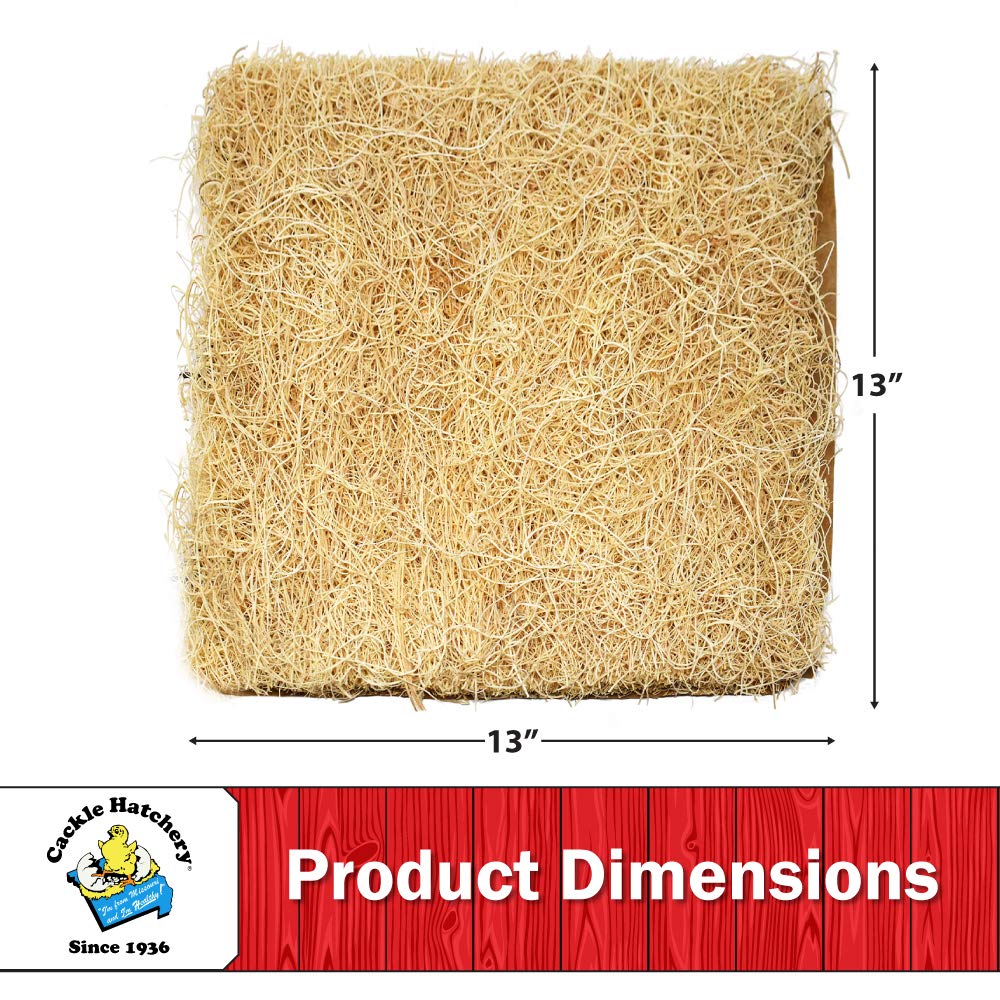 Cackle Hatchery excelsior fibers egg cradle supports egg safety and cleanliness