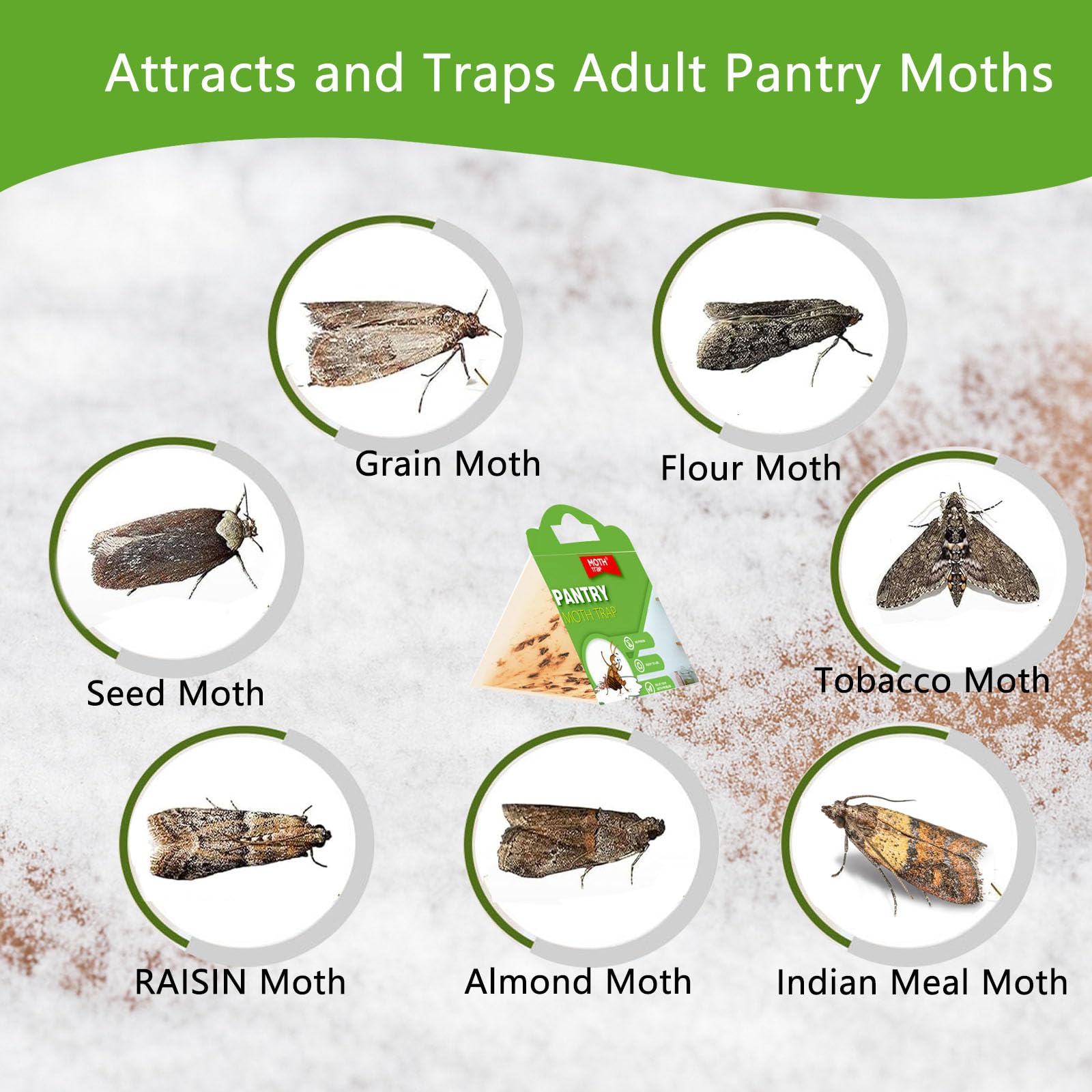 CACUTUSGO pantry storage area illustrates ongoing pest control with traps