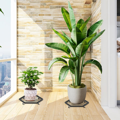 CADUKE rolling stand makes rotating pots for sunlight effortless.