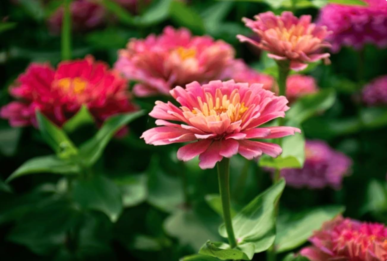 California Giant Zinnia Seeds closeup bloom showing vivid petals and form.