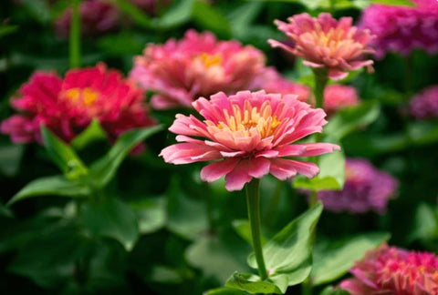 California Giant Zinnia Seeds closeup bloom showing vivid petals and form.