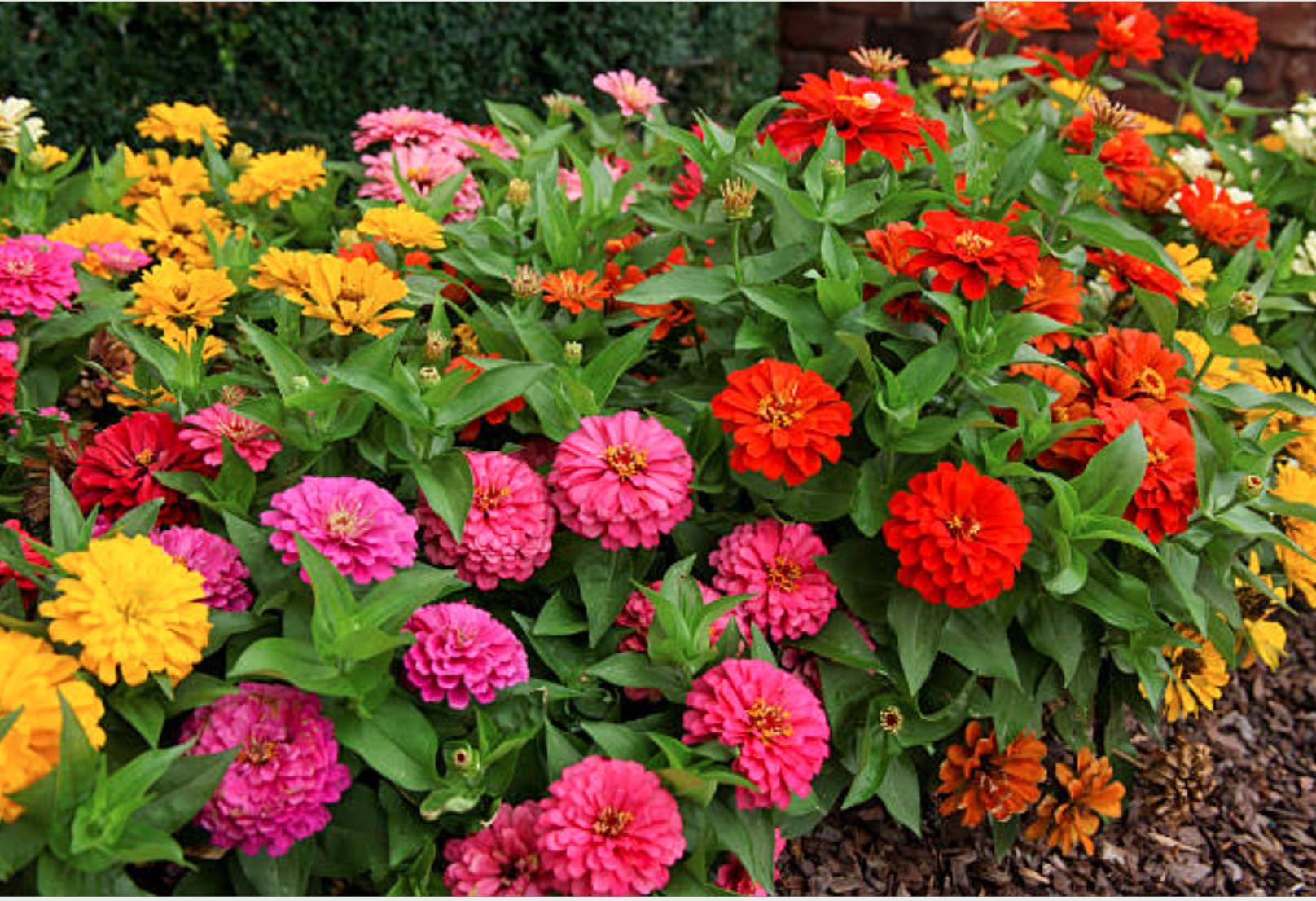 California Giant Zinnia Seeds container display for patio color.