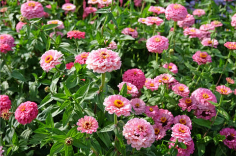 California Giant Zinnia Seeds cut flowers ideal for fresh bouquets.