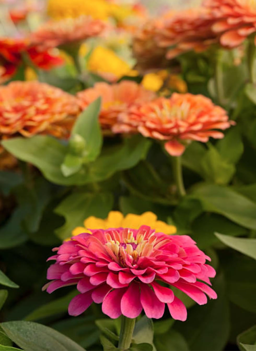 California Giant Zinnia Seeds garden bed bloom with bold flowers in the border.