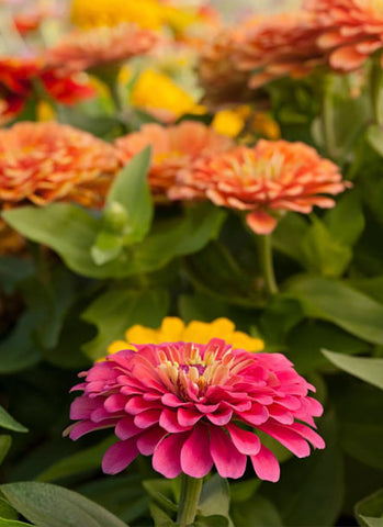 California Giant Zinnia Seeds garden bed bloom with bold flowers in the border.