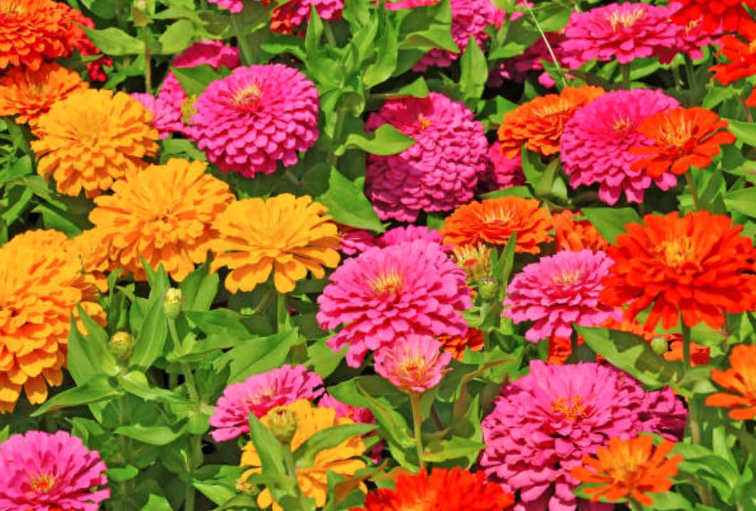 California Giant Zinnia Seeds pollinators attracting bees and butterflies.