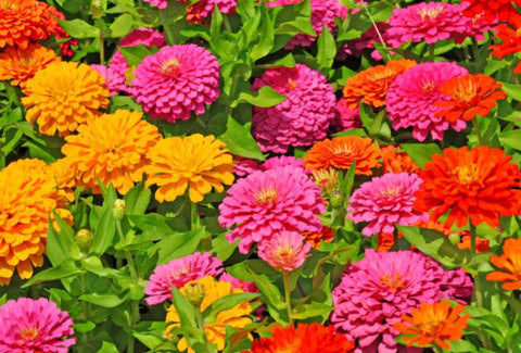 California Giant Zinnia Seeds pollinators attracting bees and butterflies.