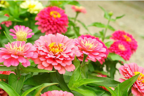 California Giant Zinnia Seeds summer border adding durable color.