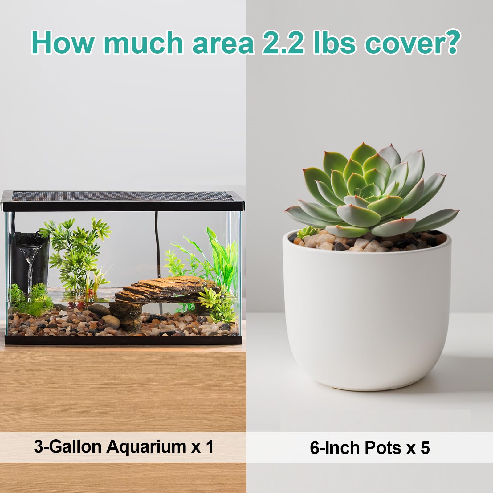 Calofulston succulent planter pebbles create decorative contrast and soil protection.