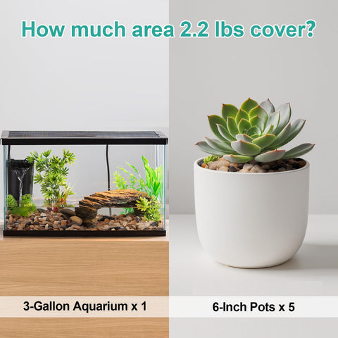 Calofulston succulent planter pebbles create decorative contrast and soil protection.