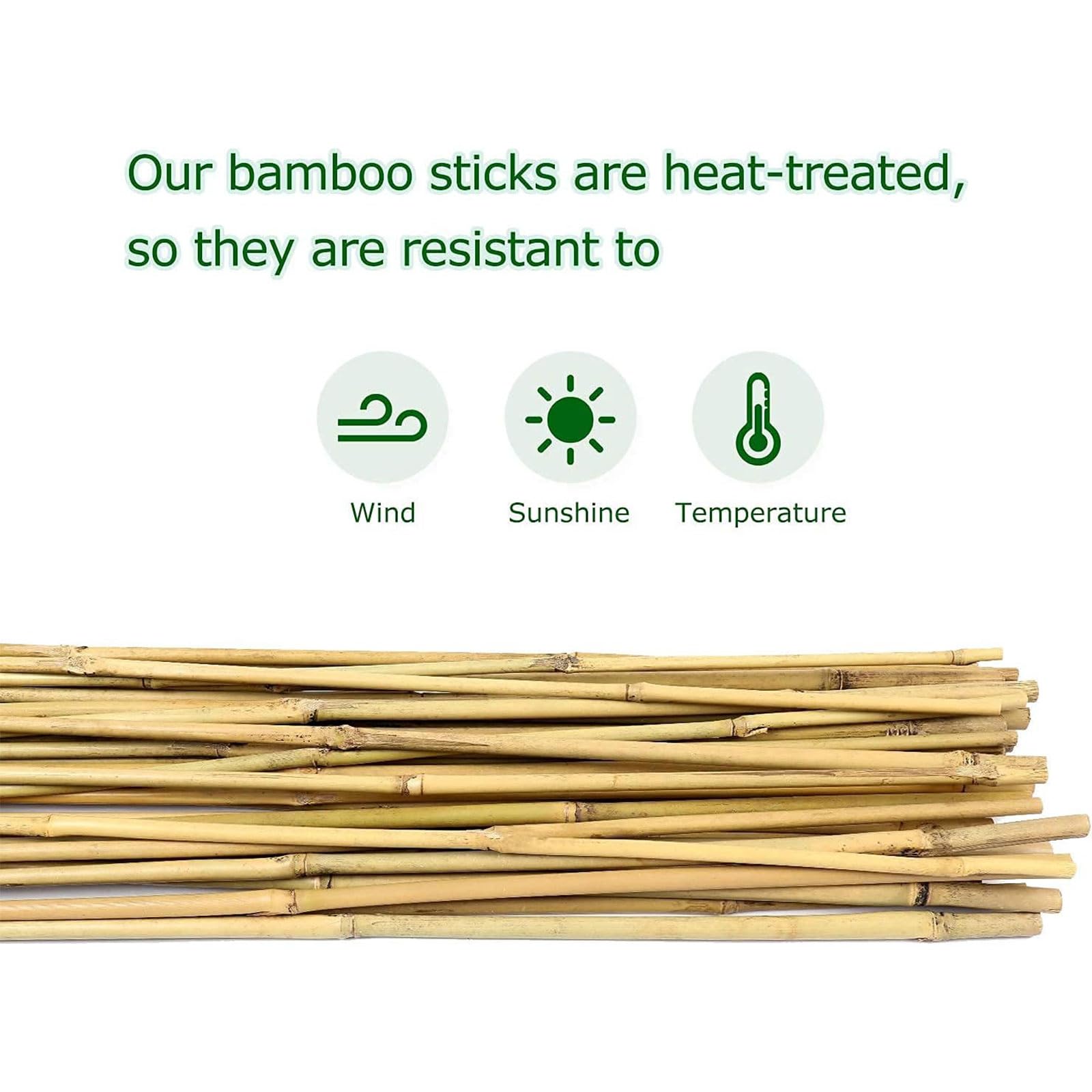 Cambaverd bamboo-stake-bean-stake provides reliable support for climbing beans