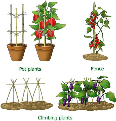 Cambaverd bamboo-stake-eco-friendly option reduces plastic in your garden