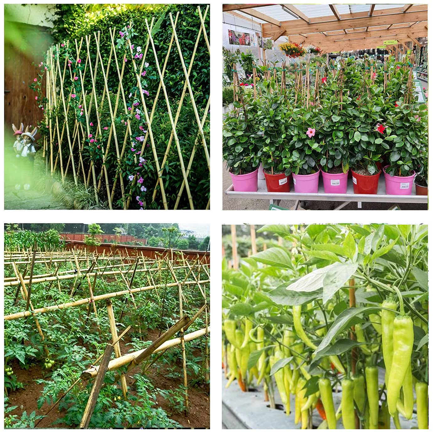 Cambaverd trellis-cane adapts to DIY garden frames and arbors.