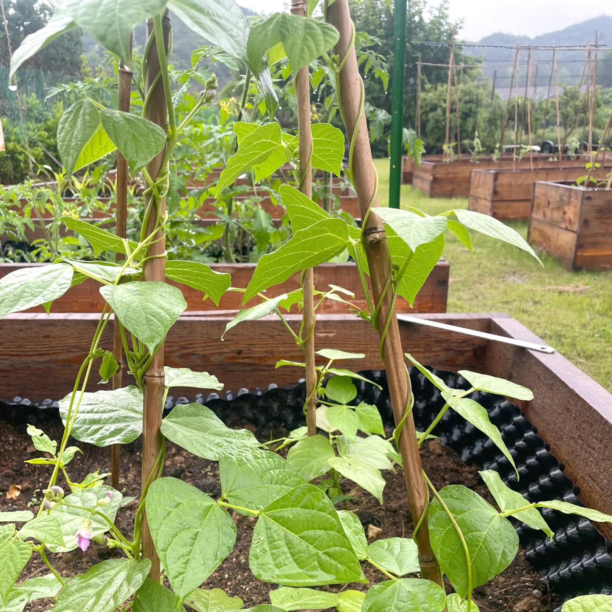 Cambaverd durable bamboo stakes, designed for multiple seasons.