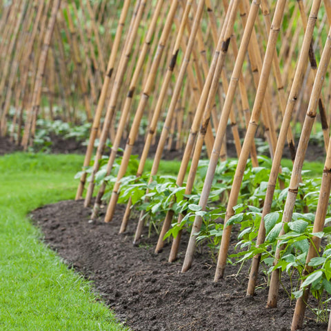 Cambaverd bamboo stakes enhance garden borders with a natural, decorative touch while providing stability.