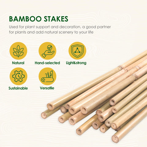 Cambaverd bamboo stakes for tomatoes, 4ft, keeps vines upright for sun exposure.