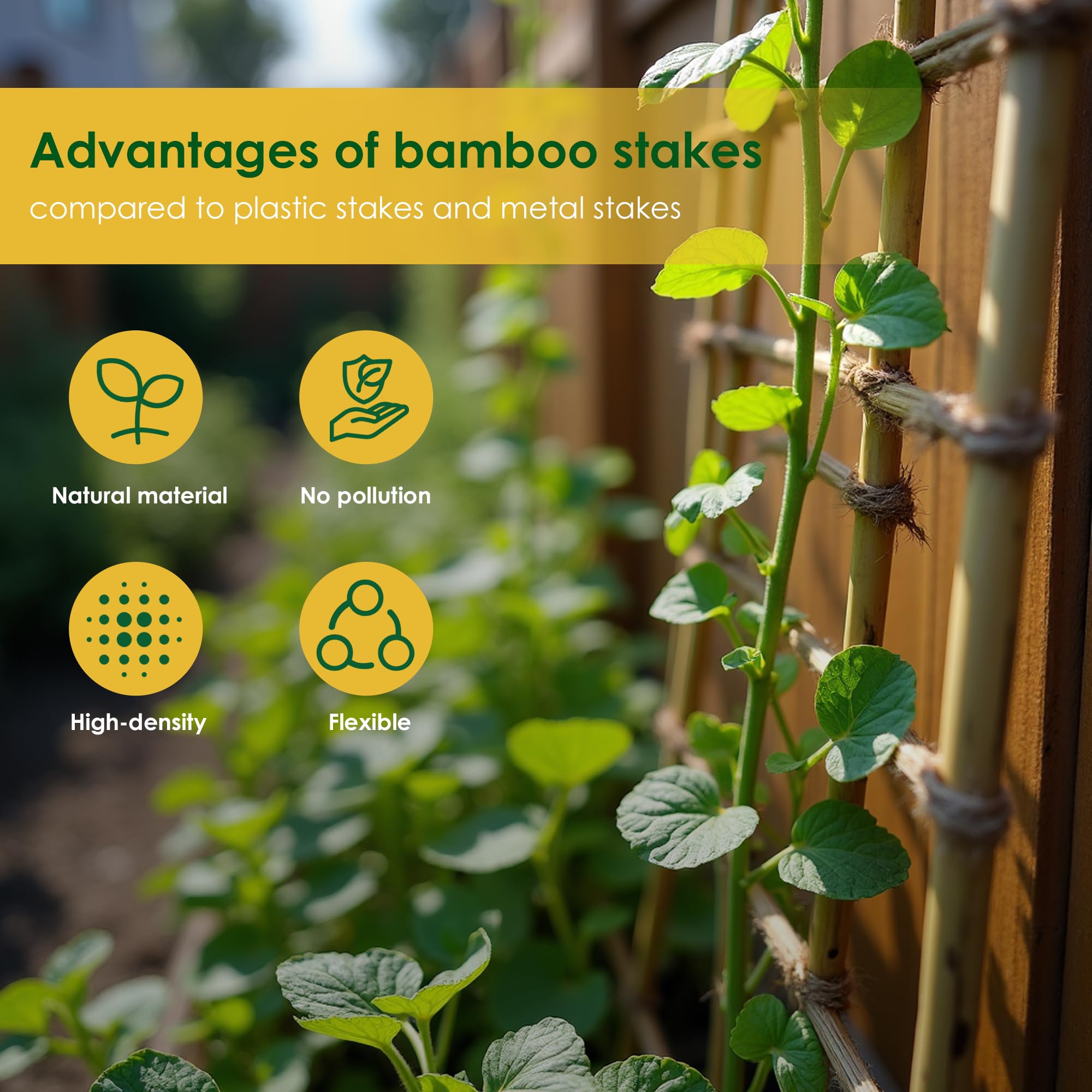 Cambaverd bamboo stakes for trellises, frames, arbors, and other structures.
