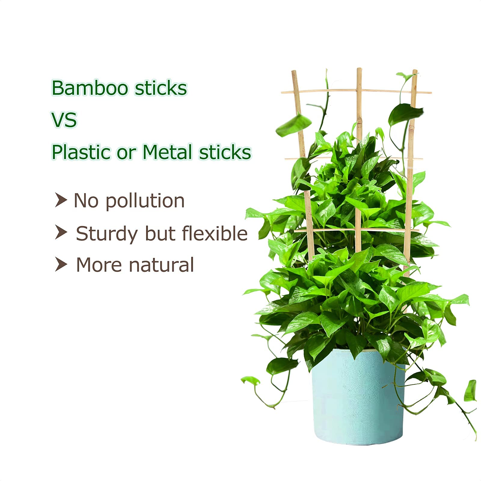 Cambaverd climbing plants support for ivy and hoya with bamboo frame