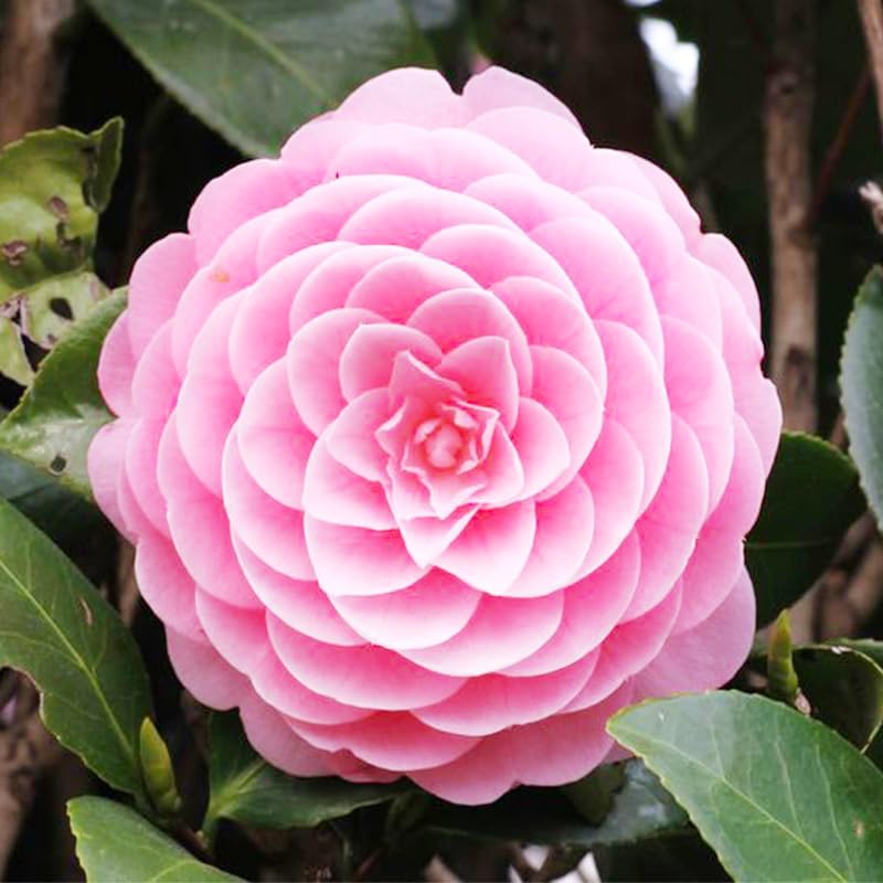 Camellia seeds mixed 20pc create colorful blooms in your garden.