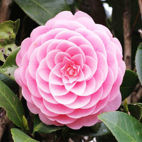 Camellia seeds mixed 20pc create colorful blooms in your garden.