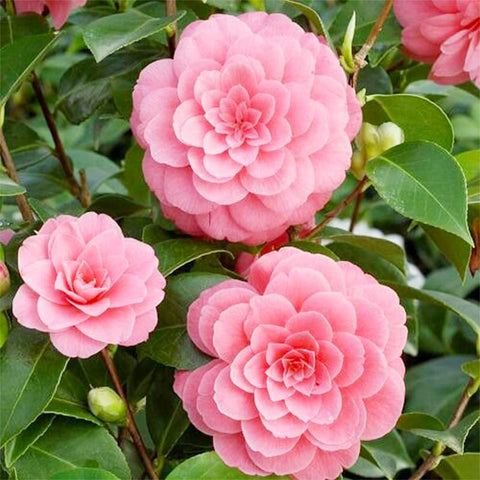 Camellia seeds mixed 20pc ideal for beds borders or container displays.