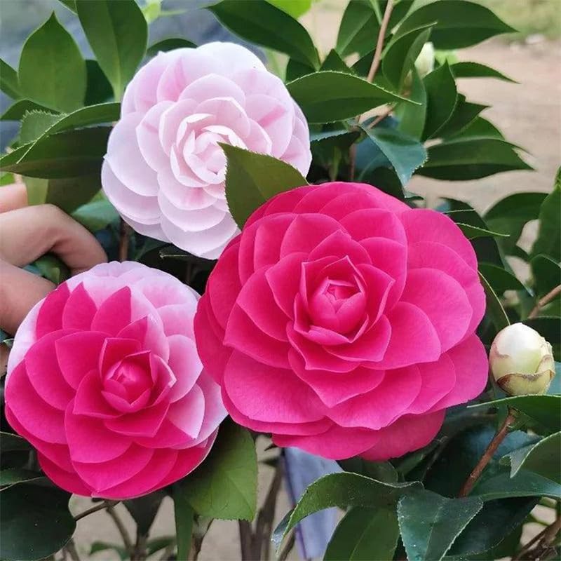 Camellia seeds mixed 20pc thriving under partial shade with regular watering.