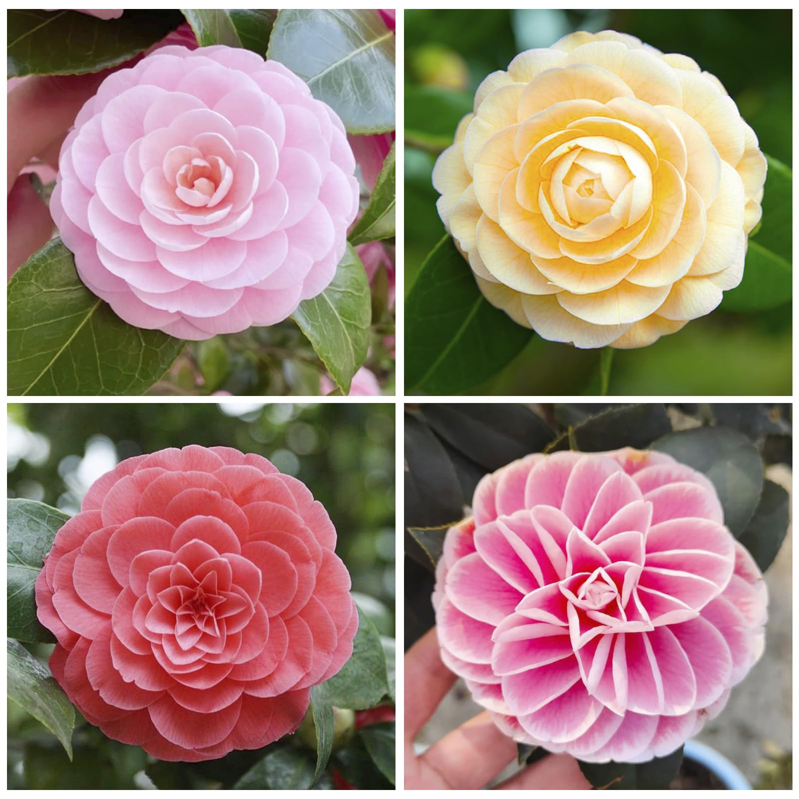 Camellia seeds mixed 20pc seed packet ready for planting for colorful blooms.