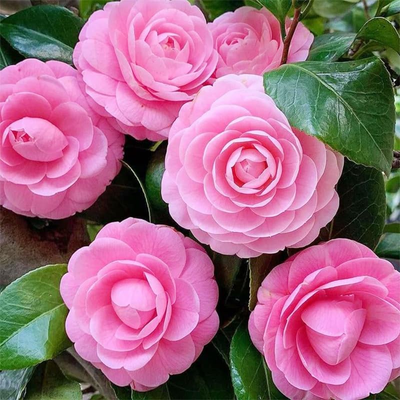 Camellia seeds mixed 20pc sown in loose, acidic soil for healthy growth.
