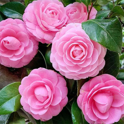 Camellia seeds mixed 20pc sown in loose, acidic soil for healthy growth.