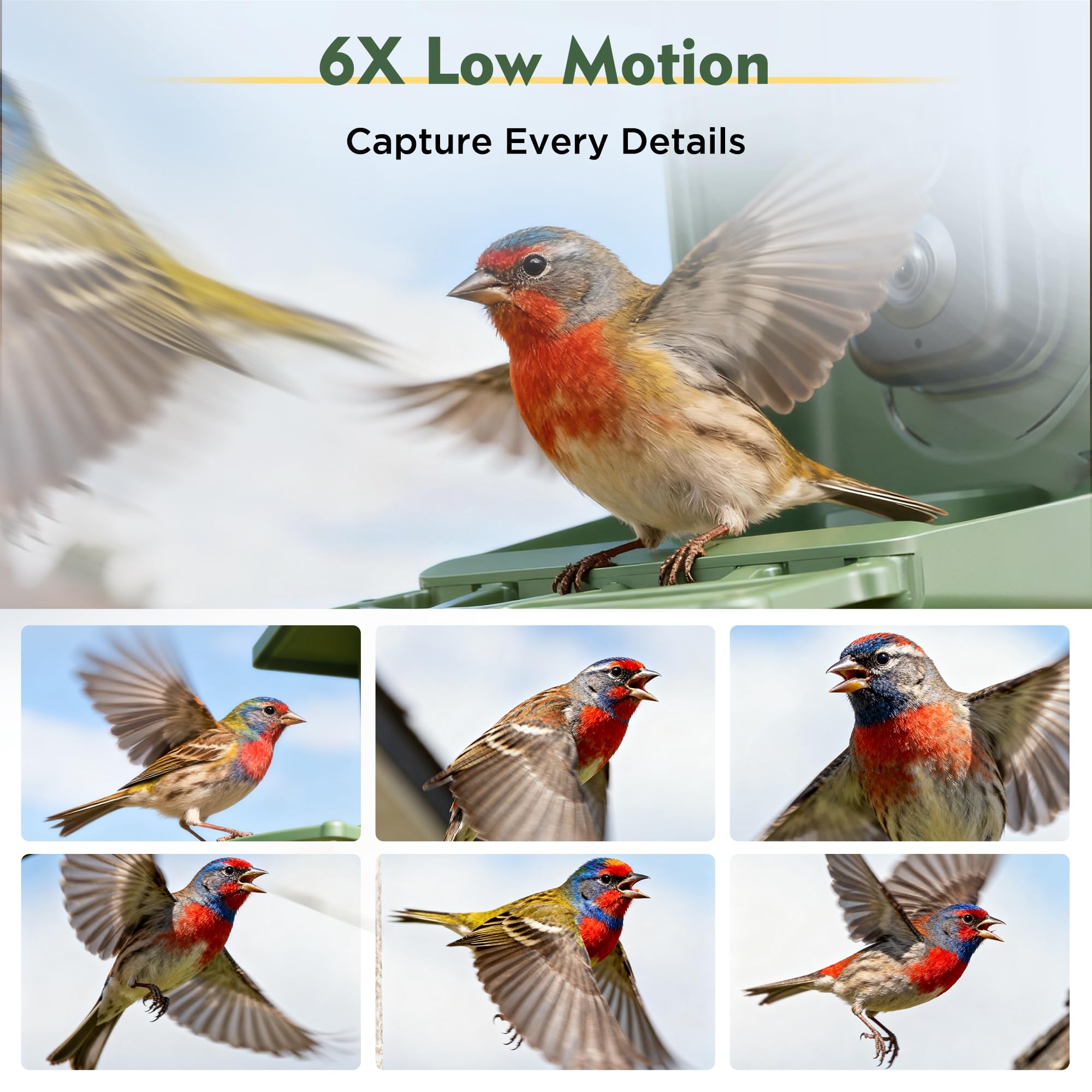 Camojojo Hibird 6x slow-motion video reveals fluttering and feeding details