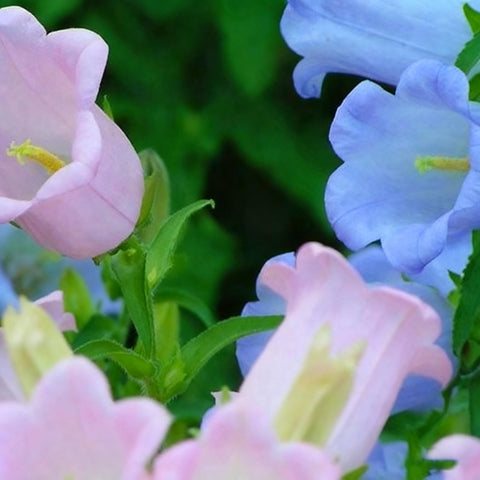 Campanula Canterbury Bells seeds bell-shaped-flowers for vertical interest along borders