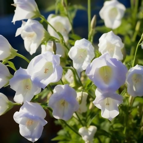 Campanula Canterbury Bells seeds biennial plants deliver year-two blooms in your yard