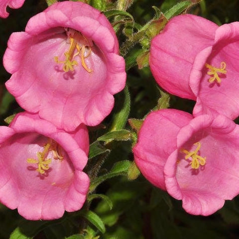 Campanula Canterbury Bells seeds suit small garden borders and outdoor planters