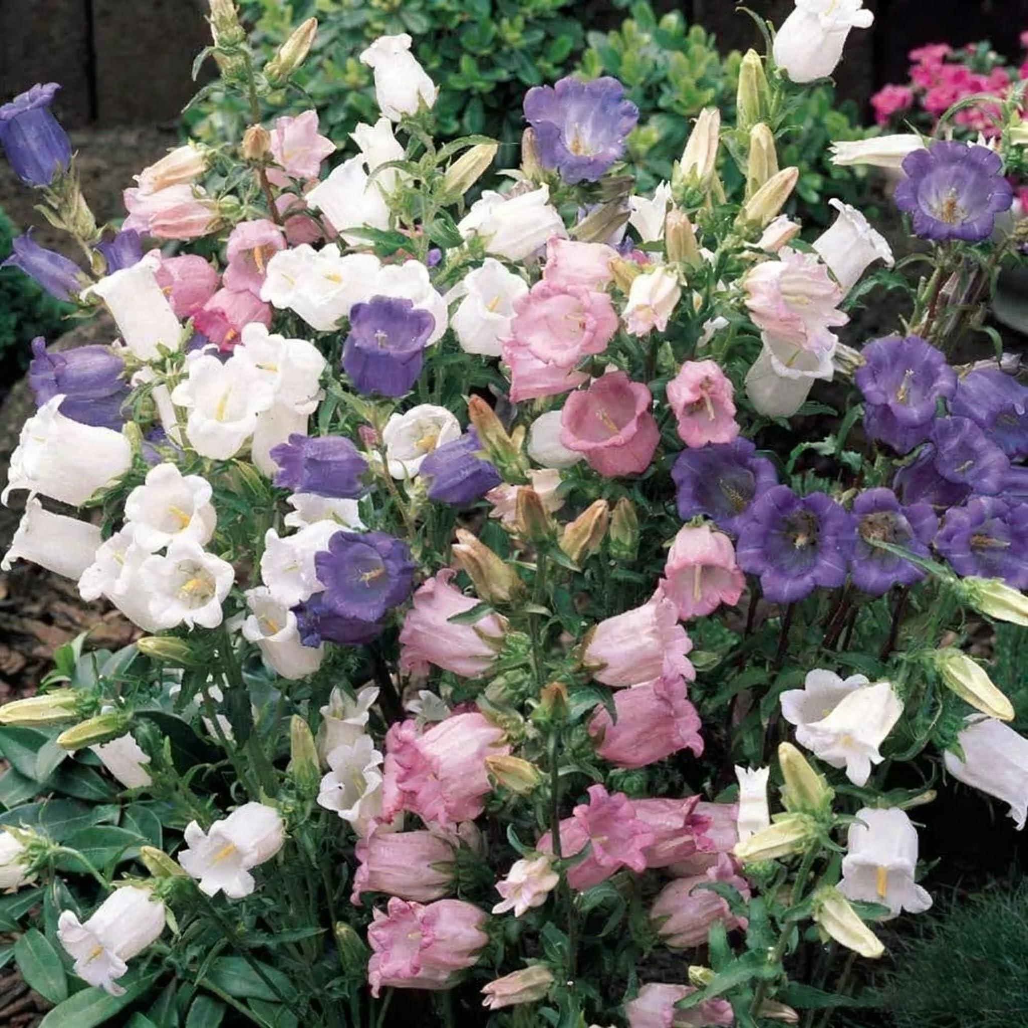 Campanula Canterbury Bells seeds benefit from cold stratification to support steady germination