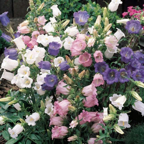 Campanula Canterbury Bells seeds benefit from cold stratification to support steady germination