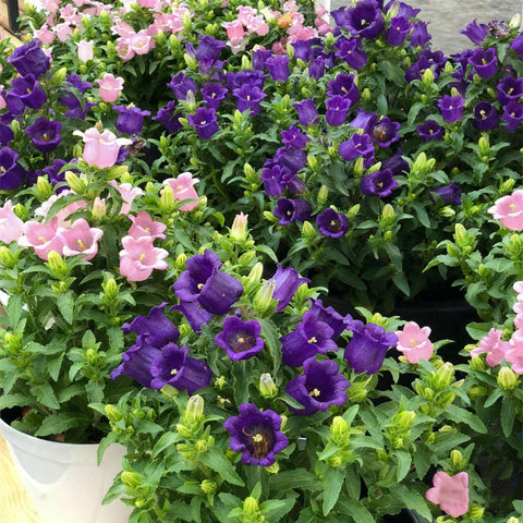 Campanula Canterbury Bells seeds collection for cottage gardens, ideal for mixed-color borders