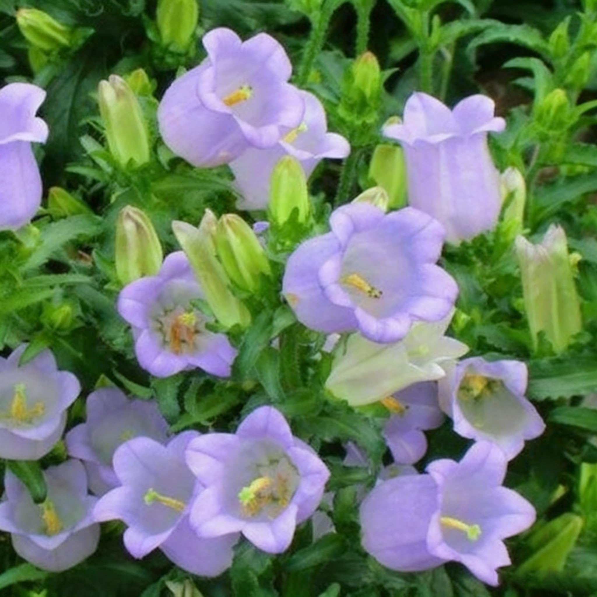 Campanula Canterbury Bells seeds bloom late spring to early summer for ongoing color
