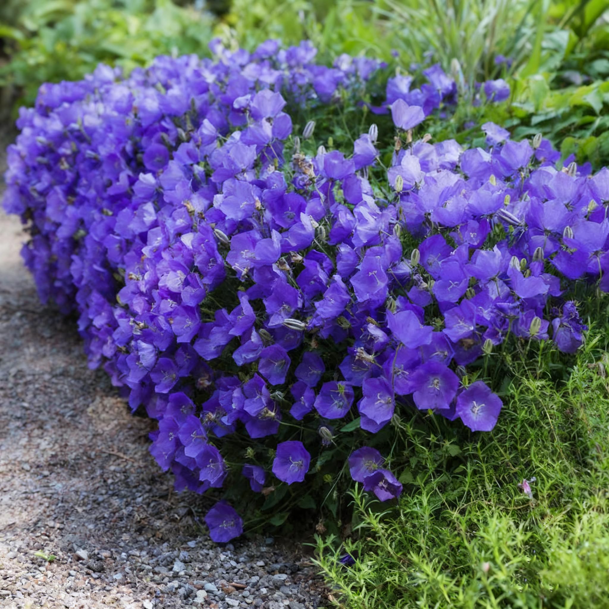 Campanula Canterbury Bells seeds are non-GMO for garden plant diversity